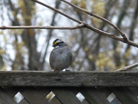 Shy sparrow