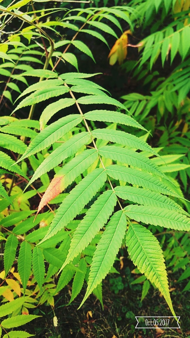 Awesome leaf