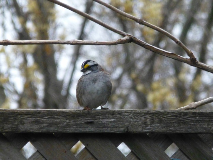 Shy sparrow
