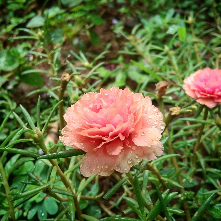 flowew