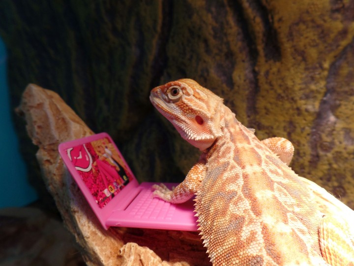Pumpkin the lizard