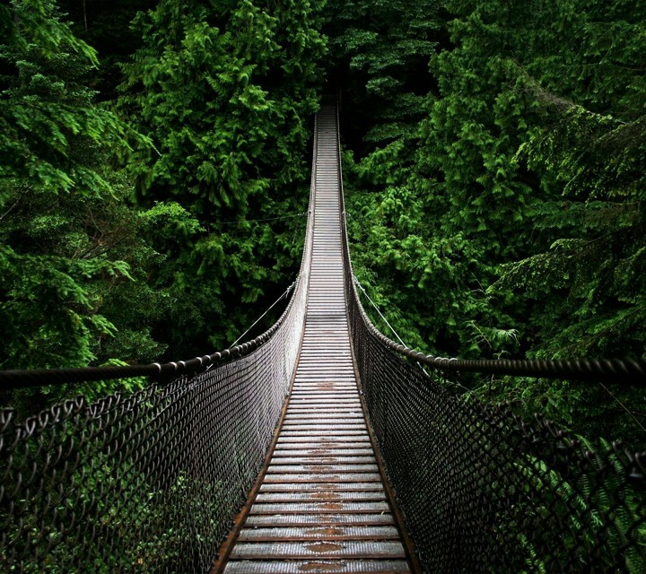 Jungle Bridge Path with Trees