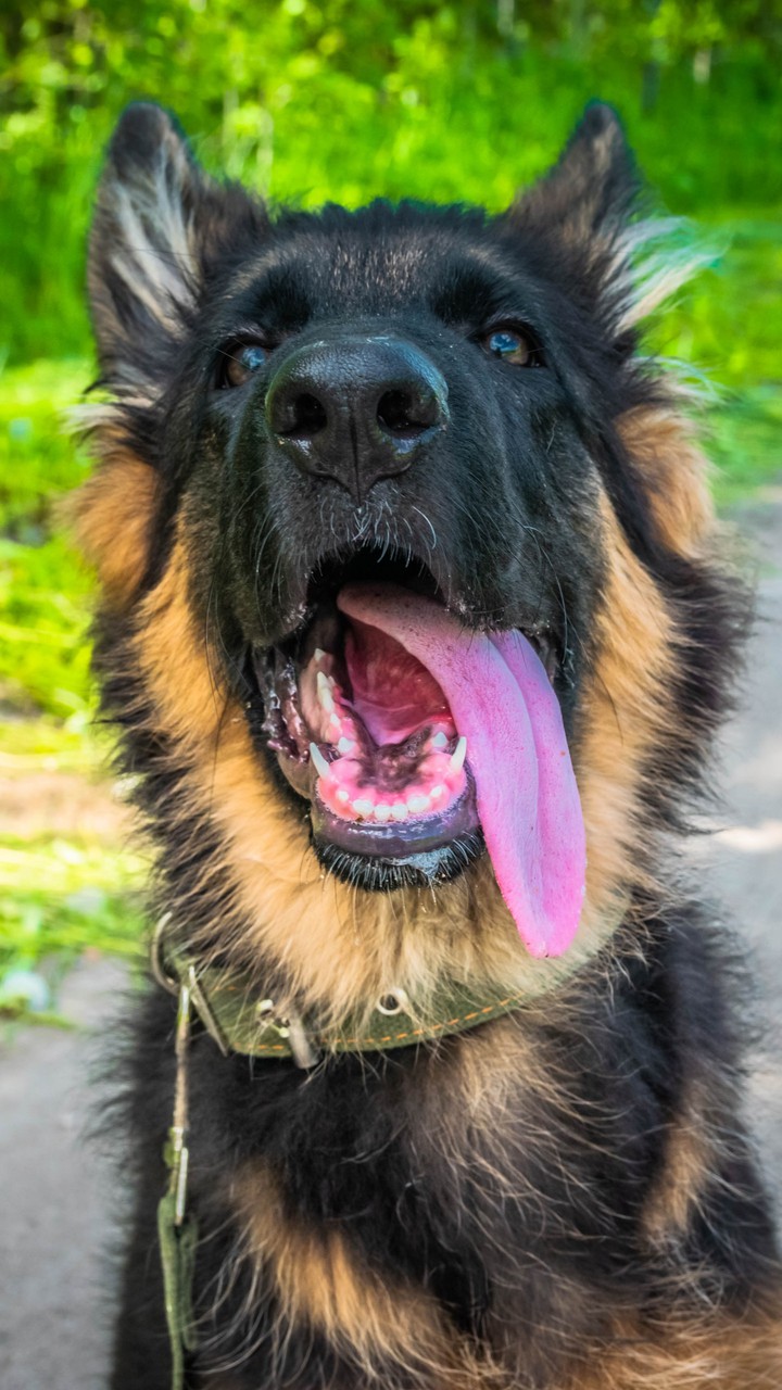German Shepherd