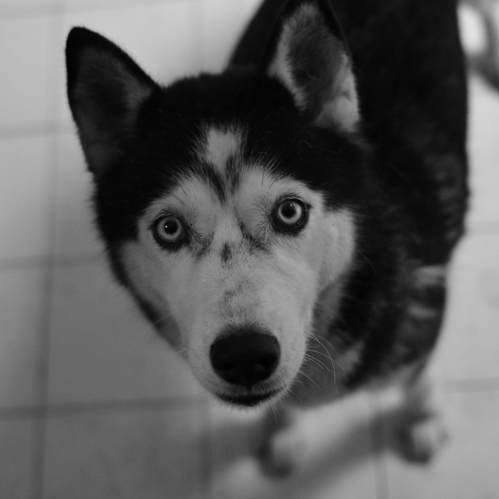Husky
