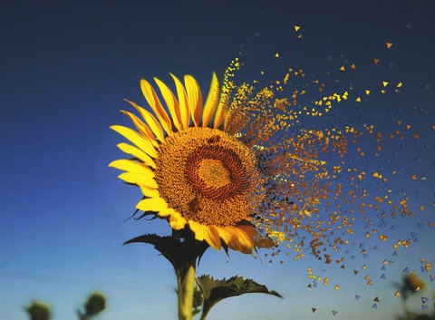 dispersion
