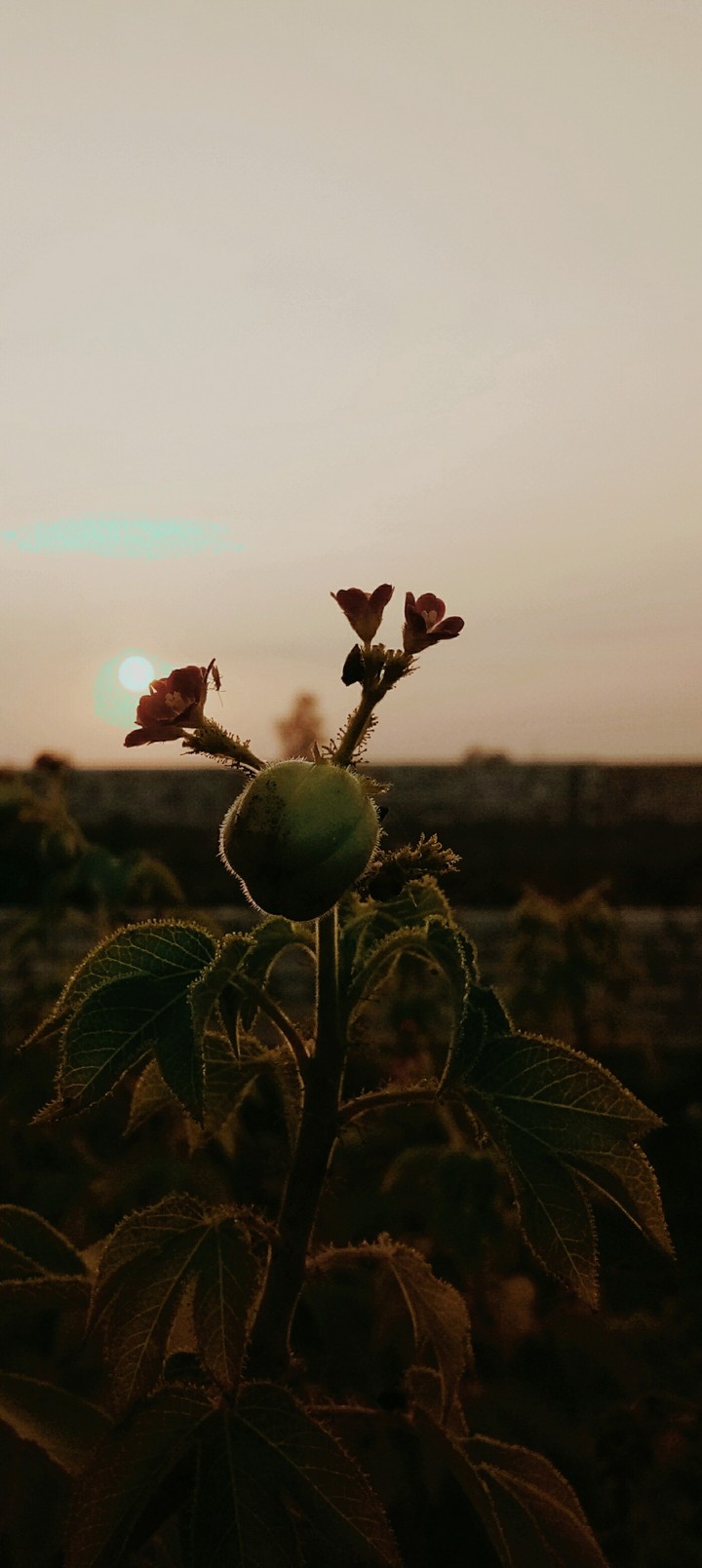 #flower are to beautiful