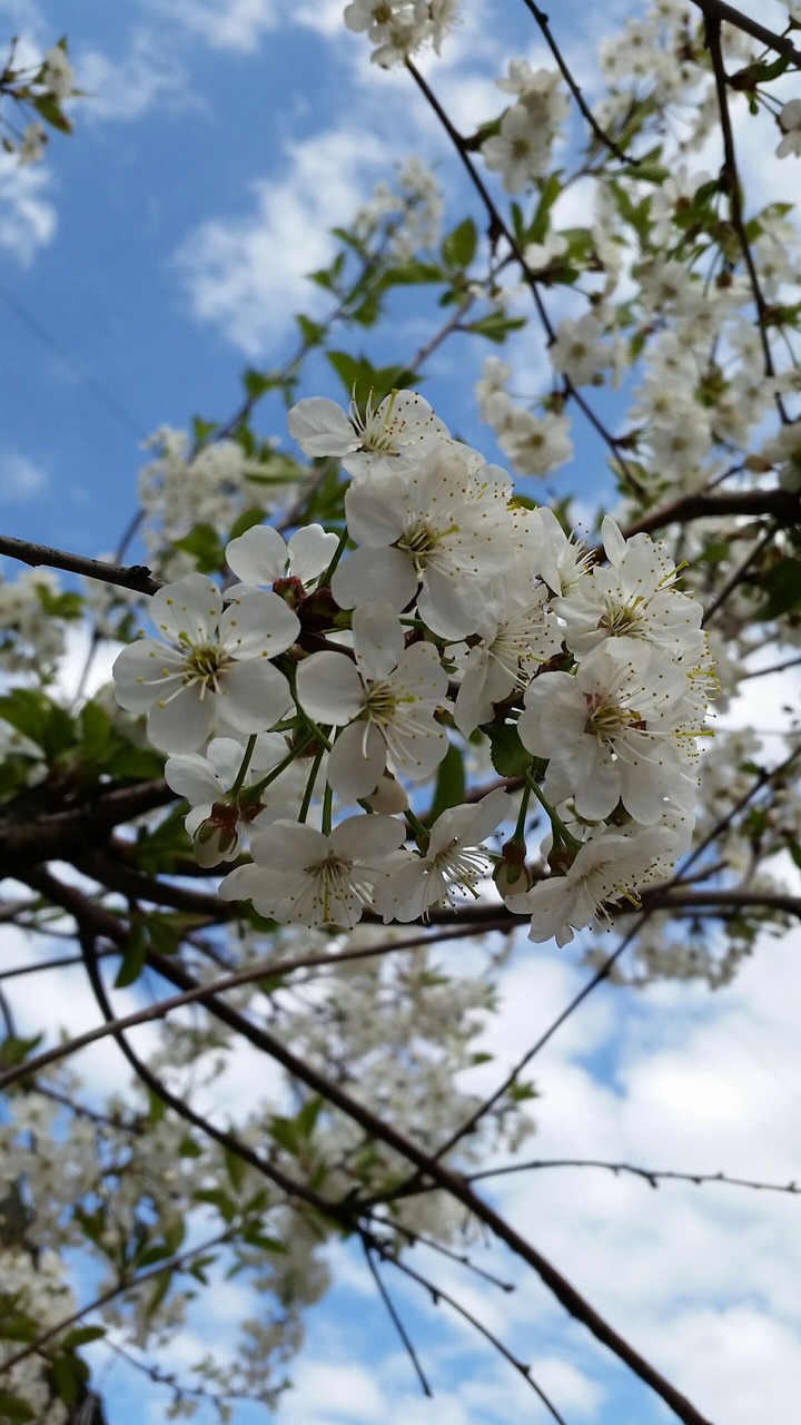 Cherry tree