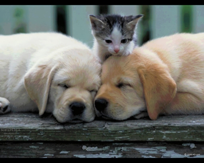One cat & two dogs united.