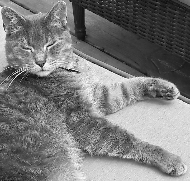 Kitty