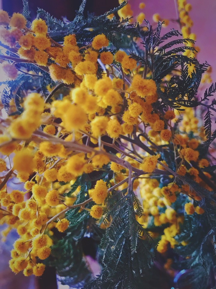 мимоза