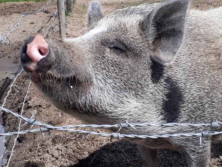 pig