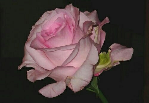 rose
