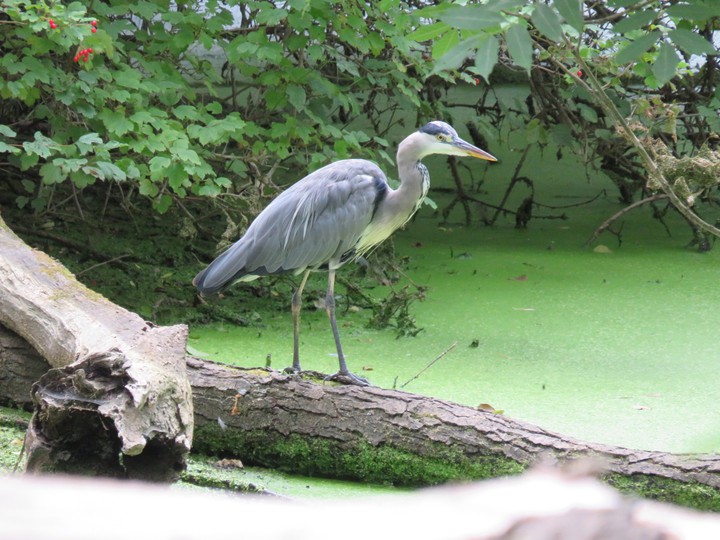 Fischreiher in der Leine Masch