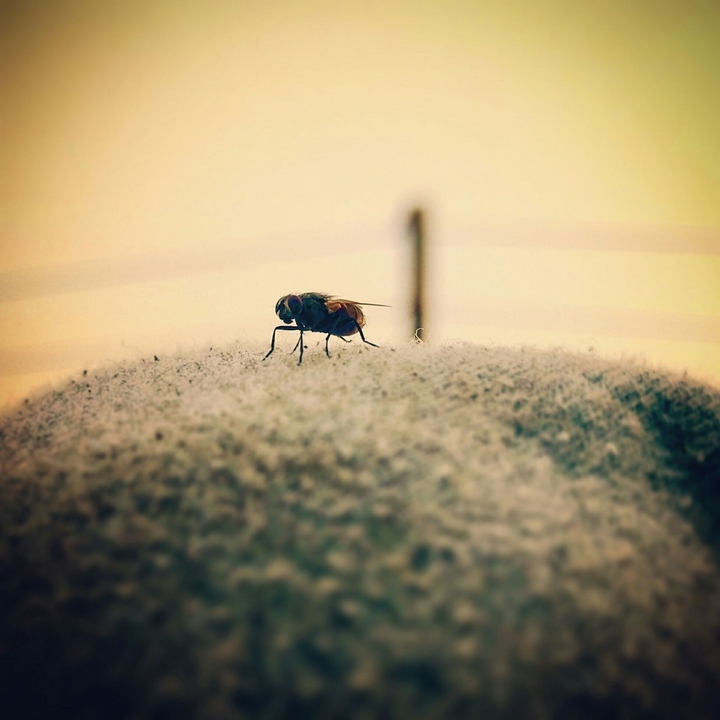 insect