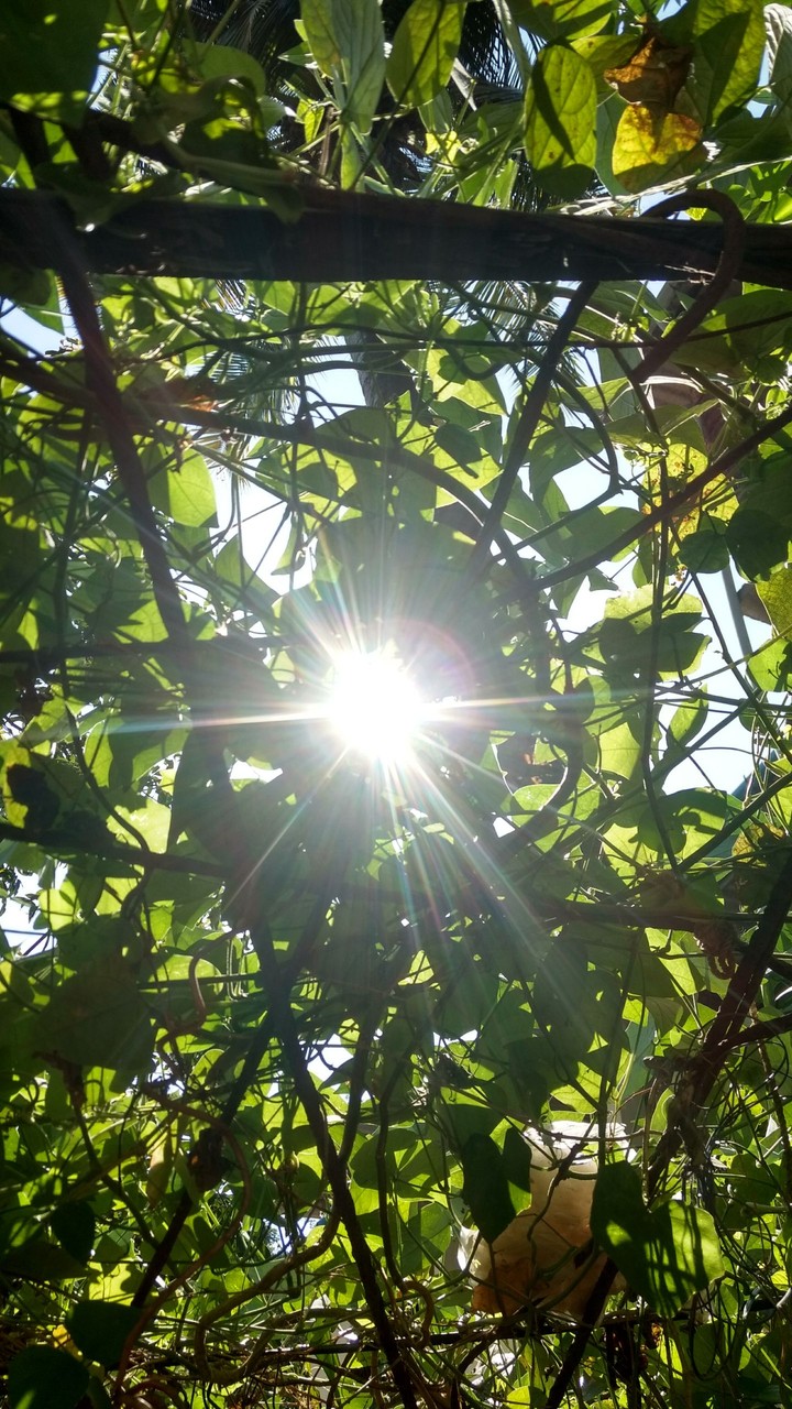 Rays of Light