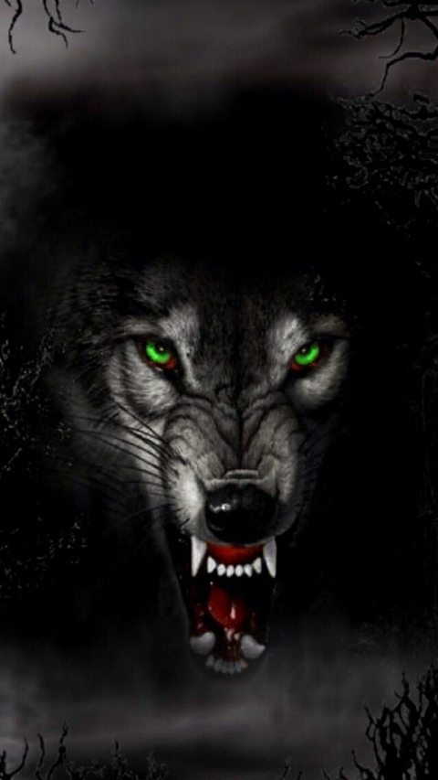 wolf