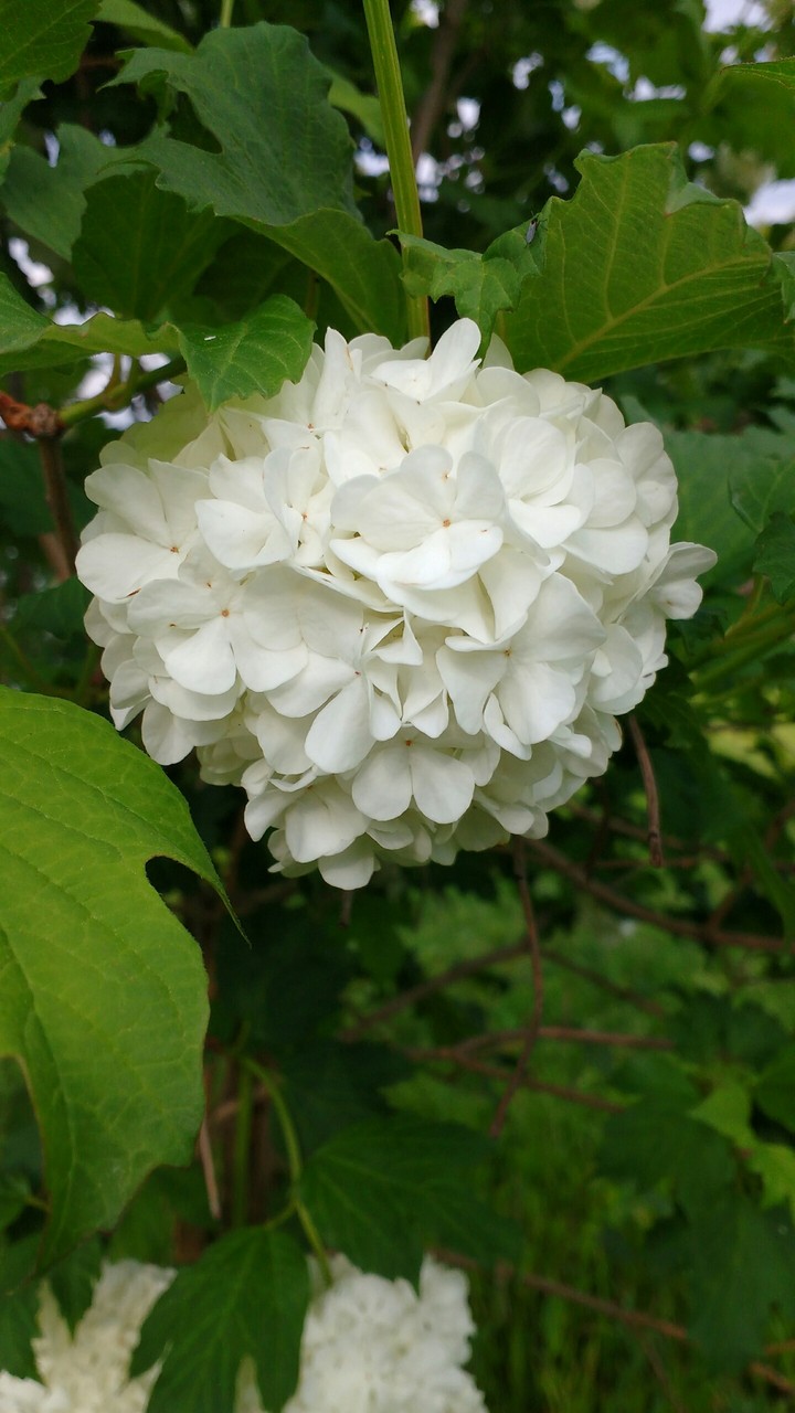 калина
