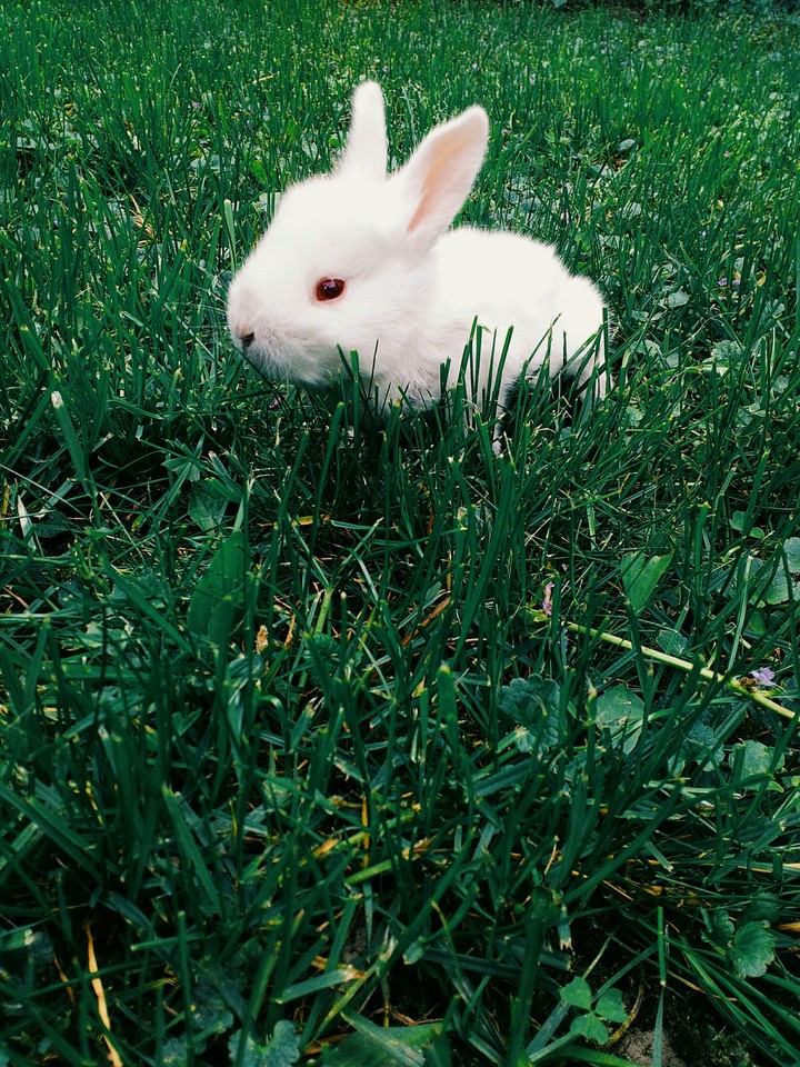 Animals