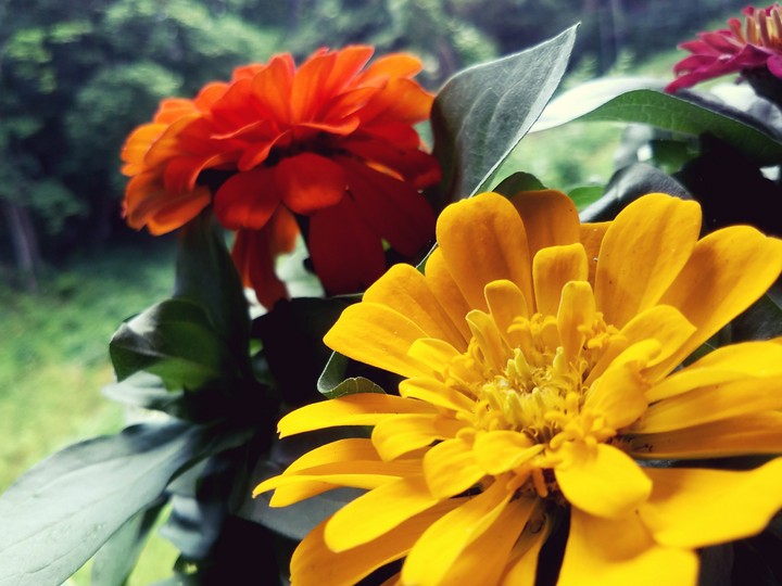 Flowers