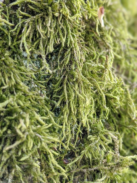 moss. wood