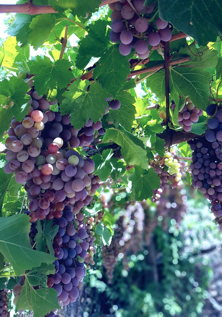 vineyard