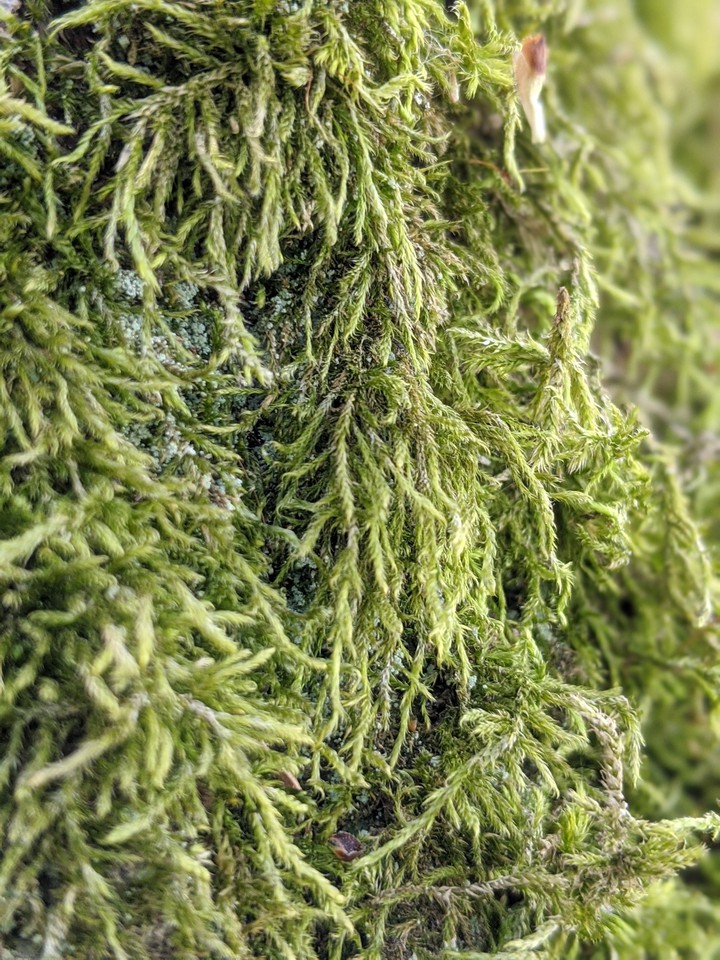 moss.  wood