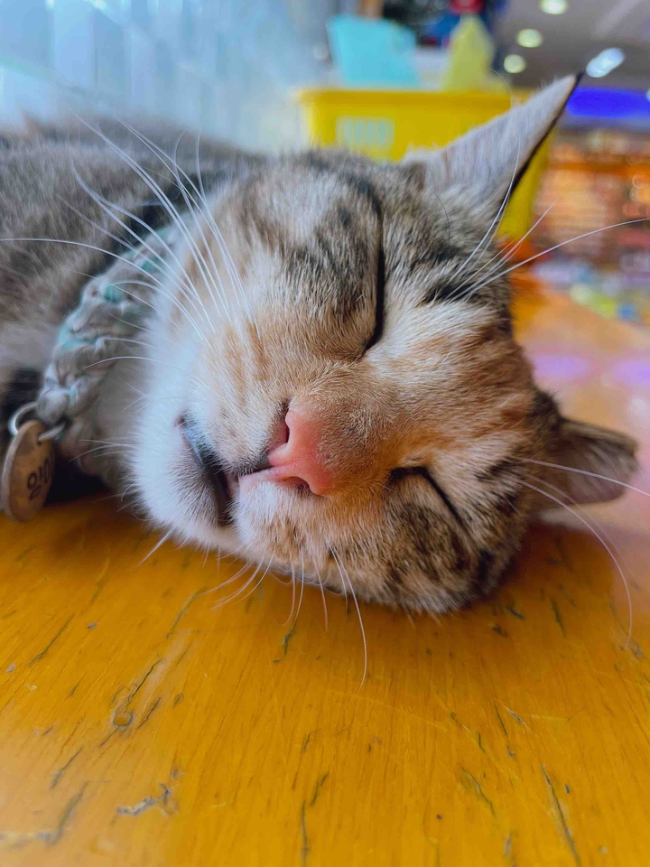 양이