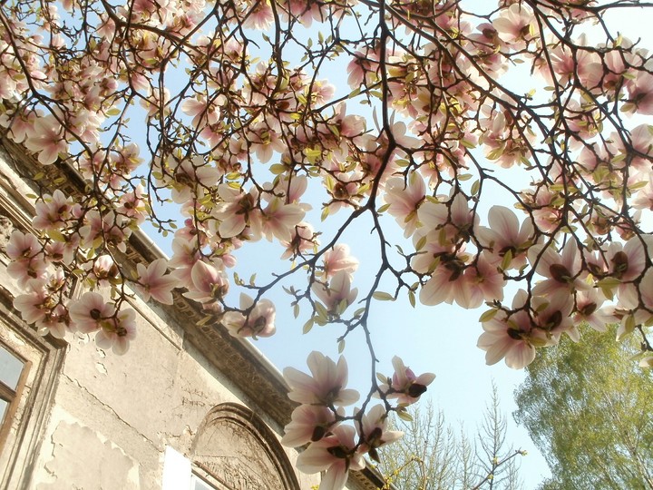 Secret garden