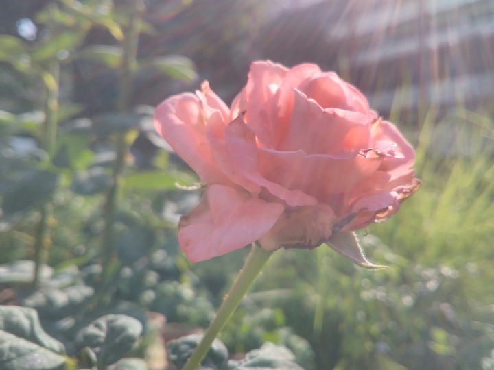 Natura perfect
