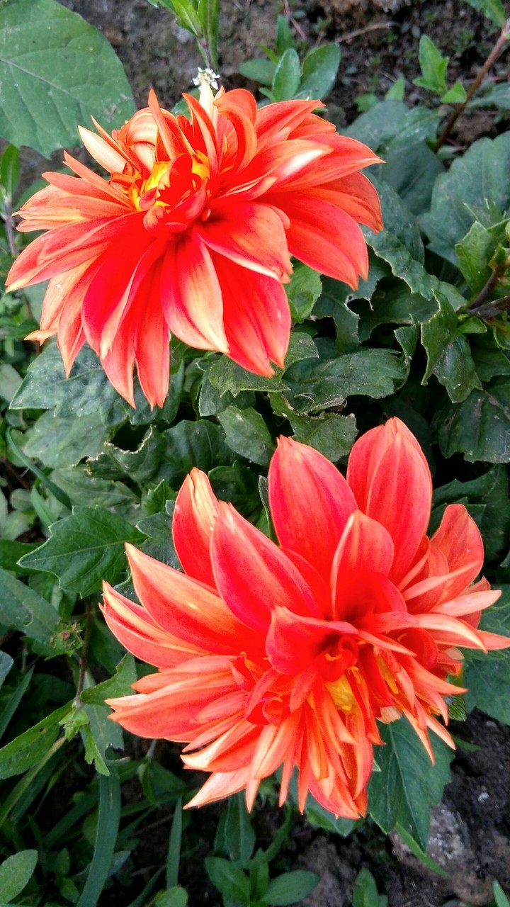 Flowers