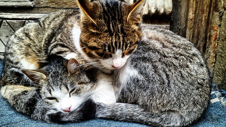 cat hug