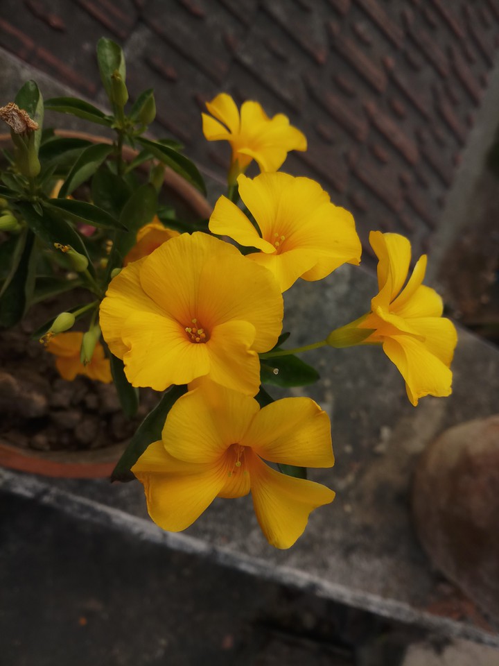 yellow flowers