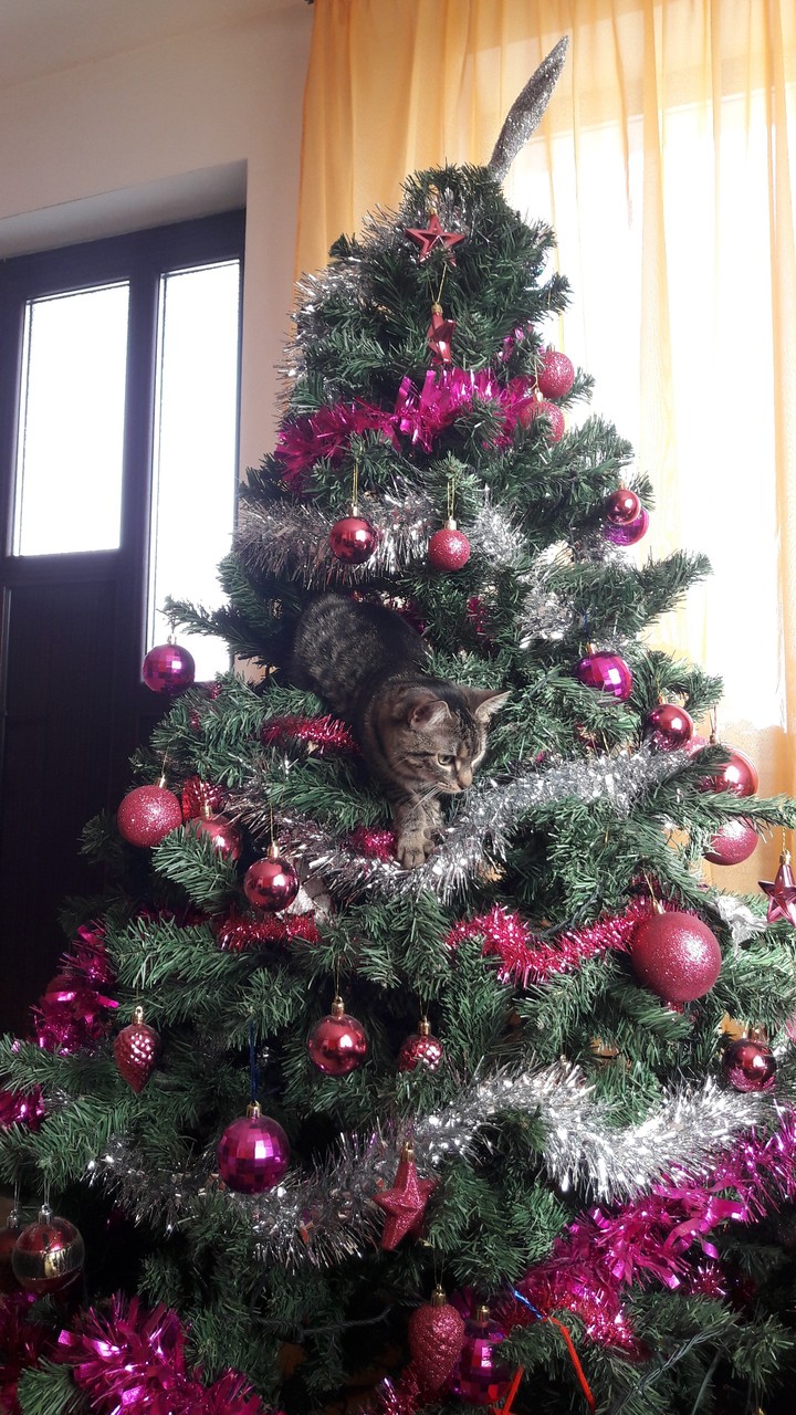 Christmas and cats