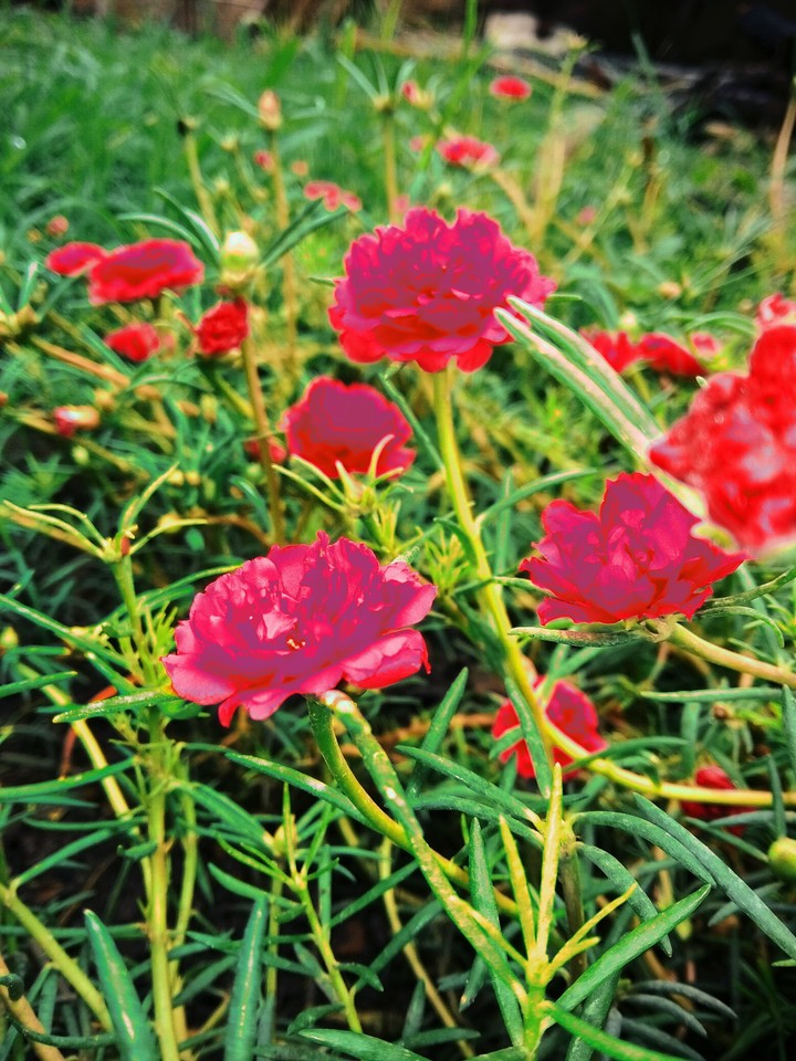 flowers wallpapers new