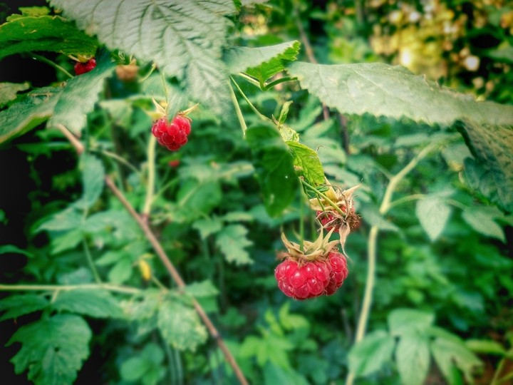 raspberry