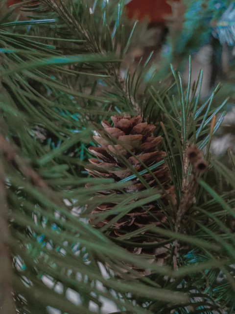 fir-tree cone