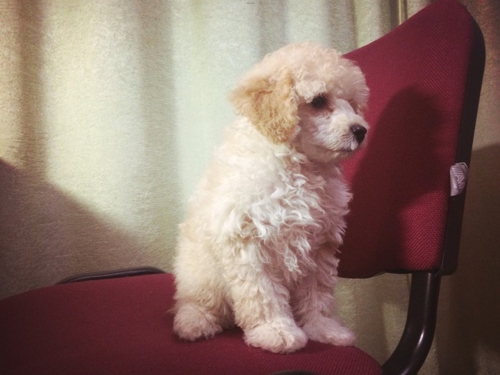 Poodle ❤️