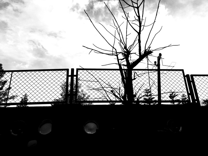 #phonephotography, when clouds are the leaves.