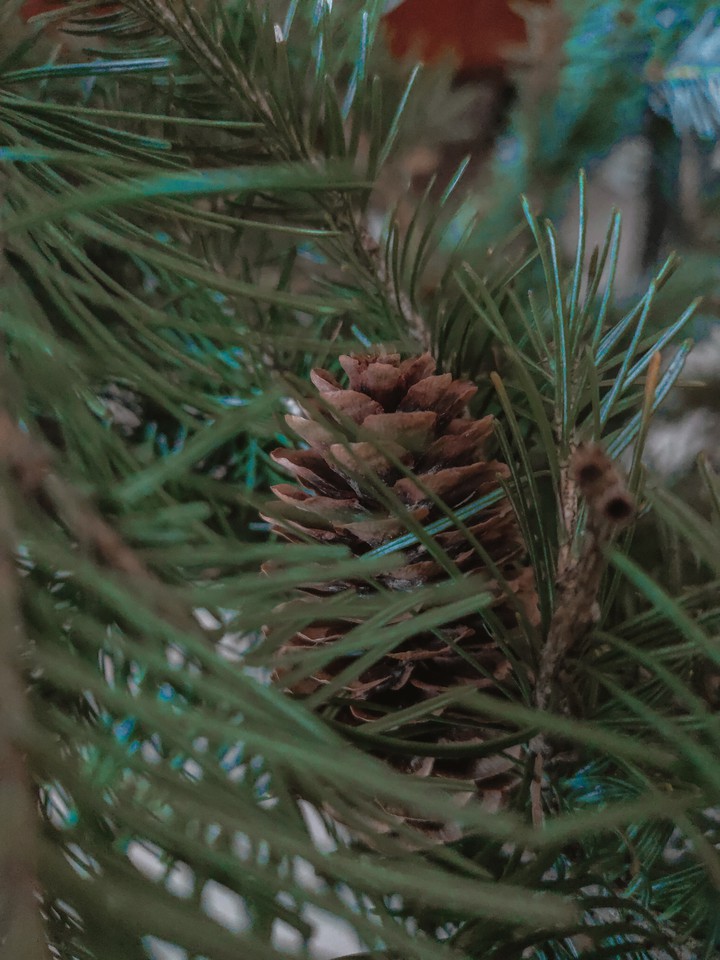 fir-tree cone