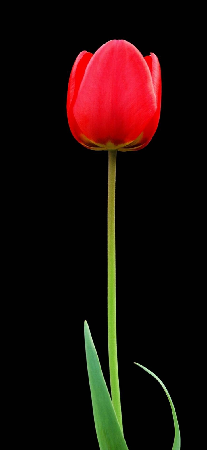 red flowers