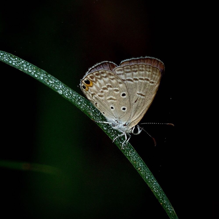 Butterfly beauty