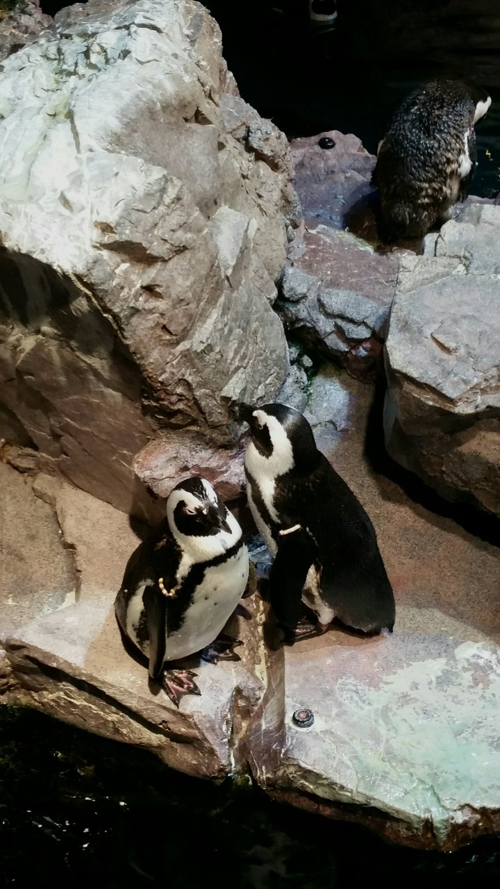 penguin love