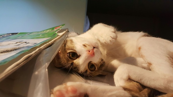 cat