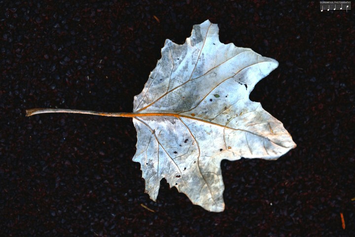 frozen