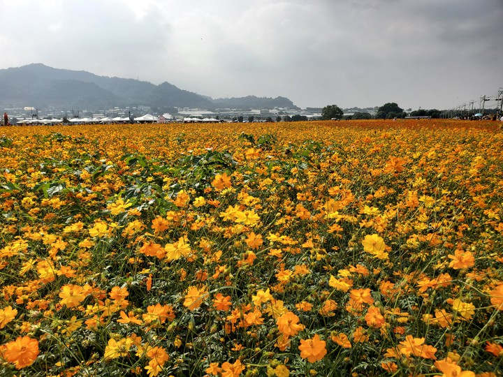 Cosmos flowers