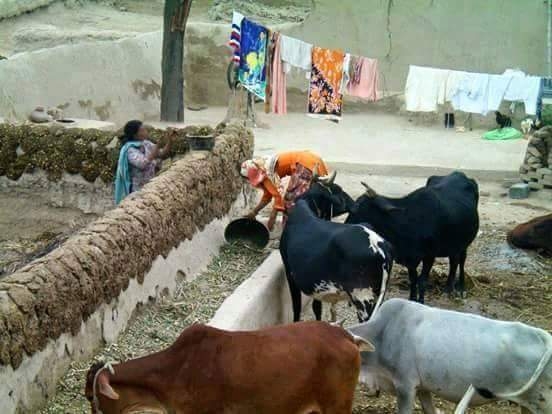 Rural life