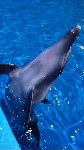 Dolphin