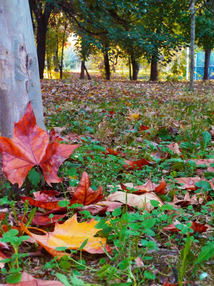 autumn