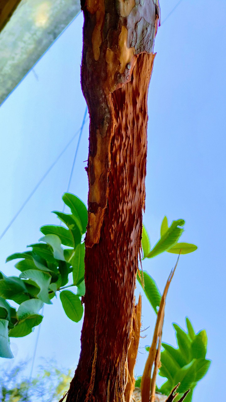 wood