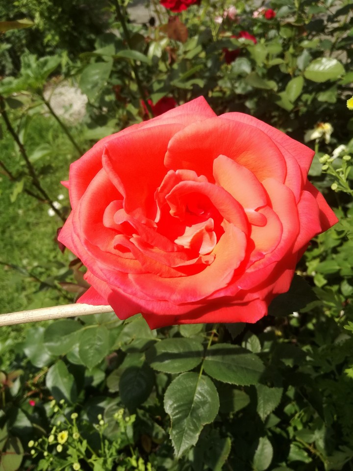 lachsfarbene Rose